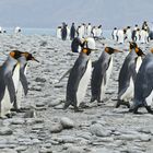 Köigspinguine