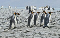 Köigspinguine