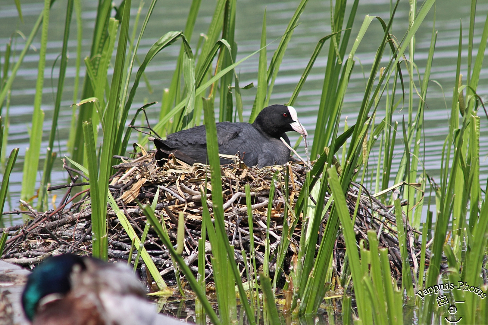 Köln, am Aachener Weiher /05