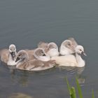 Köln, am Aachener Weiher /06