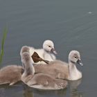 Köln, am Aachener Weiher /07