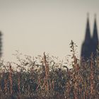 Köln bei Tag