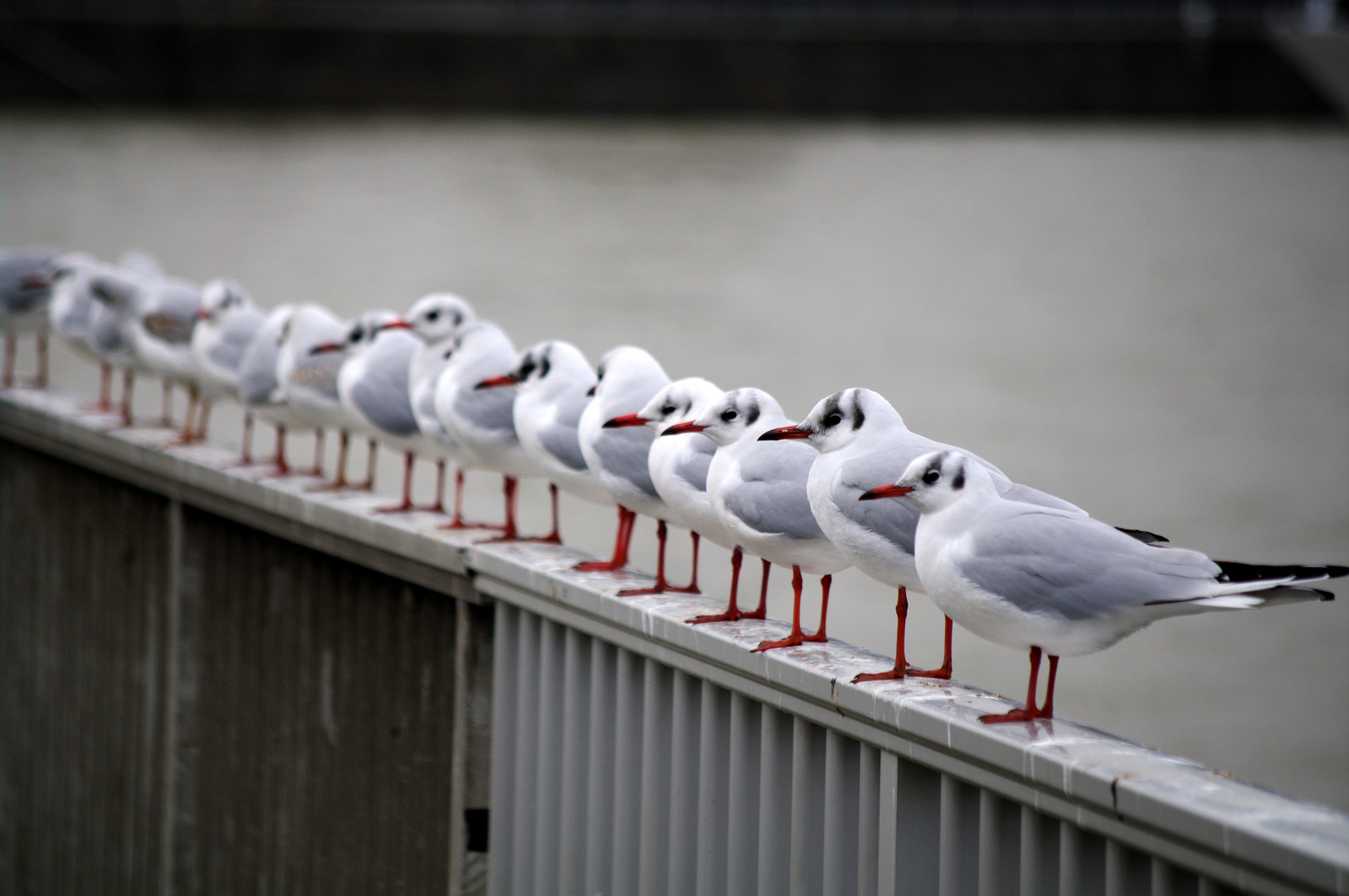 Köln