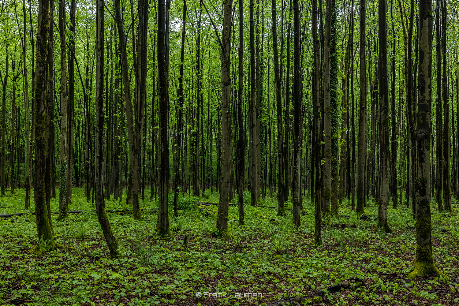 Köln Dünnwald