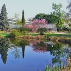 Köln  -  Flora (Botanischer Garten)