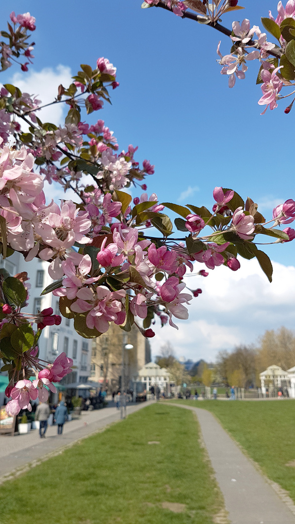 Köln hat Frühling