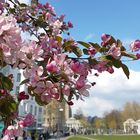 Köln hat Frühling