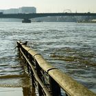 Köln - Hochwasser # 02