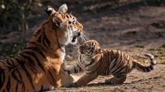 köln im tigerfieber!