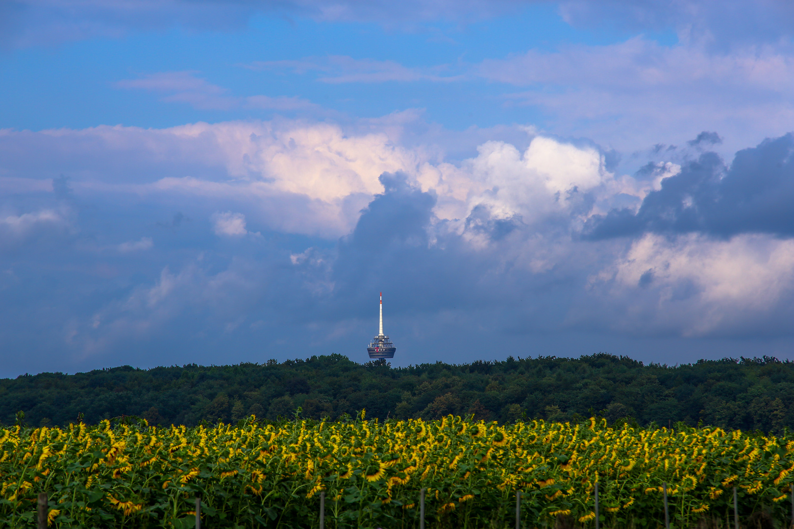 Köln Telecom Turm und Sonnenblumen