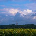 Köln Telecom Turm und Sonnenblumen