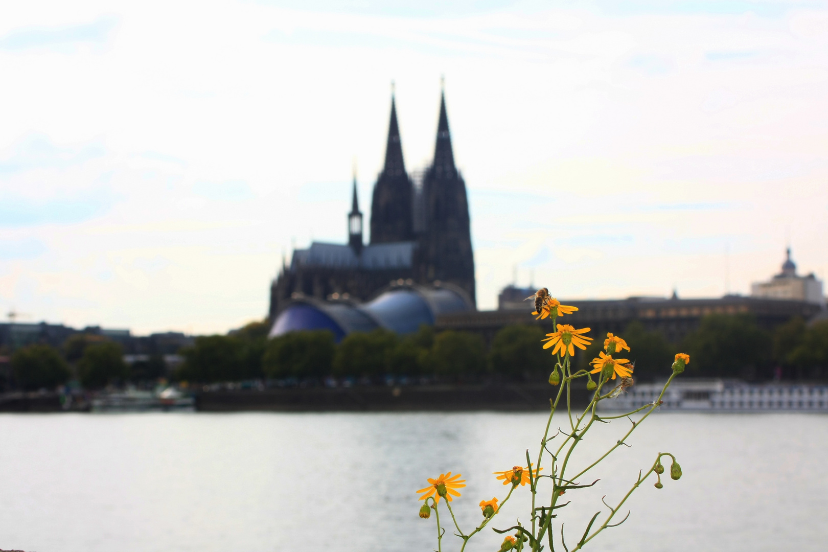 Köln Vorort-Blumenhafen - gelandet!