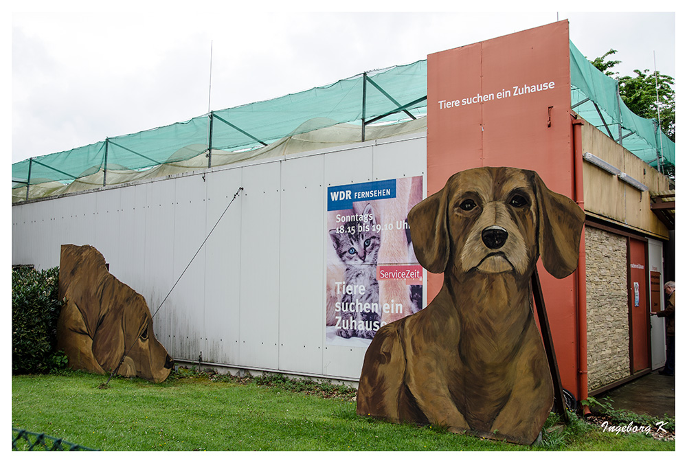 Koln Wdr Studio Koln Bocklemund Tiere Suchen Ein Zuhause Foto