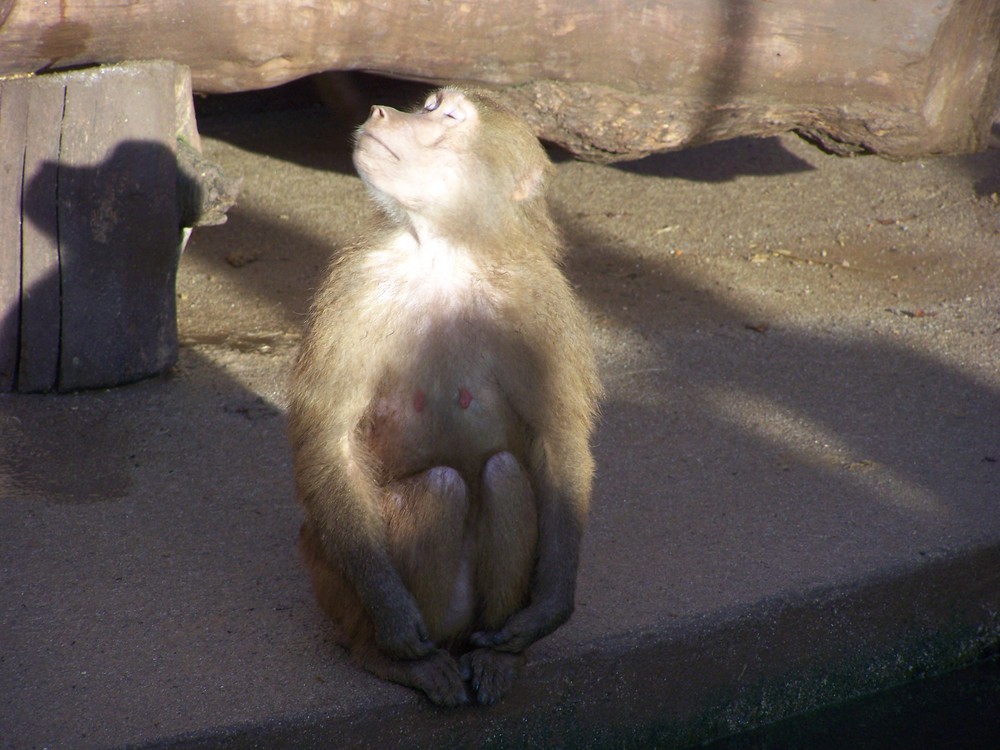 Köln Zoo