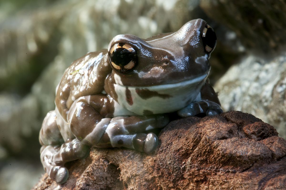 Kölner Aquarium: Baumhöhlen-Krötenlaubfrosch