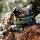 Kölner Aquarium: Baumhöhlen-Krötenlaubfrosch