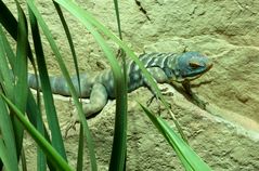 Kölner Aquarium: Blauer Felsenleguan