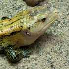 Kölner Aquarium: Riesenblauzungenskink