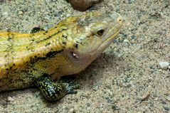 Kölner Aquarium: Riesenblauzungenskink