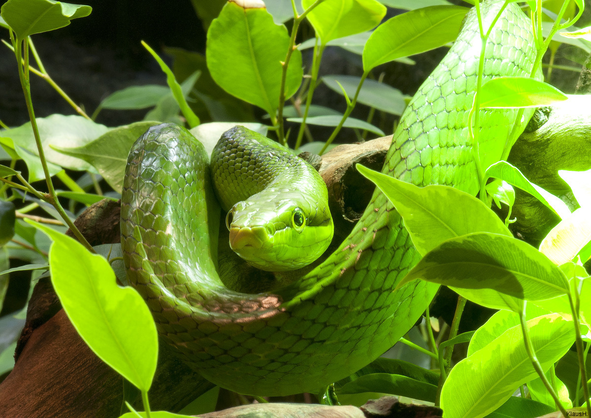 Kölner Aquarium: Spitzkopfnatter