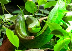 Kölner Aquarium: Spitzkopfnatter