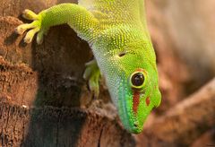 Kölner Aquarium: Taggecko