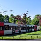 Kölner Bahn im grünen Bereich
