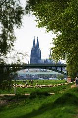 Kölner Dom #3