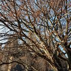 Kölner Dom hinter Herbstbaum