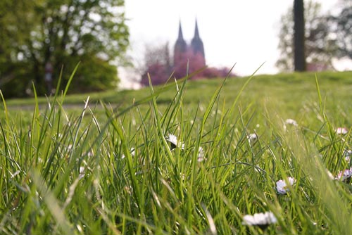 Kölner Dom im Grünen