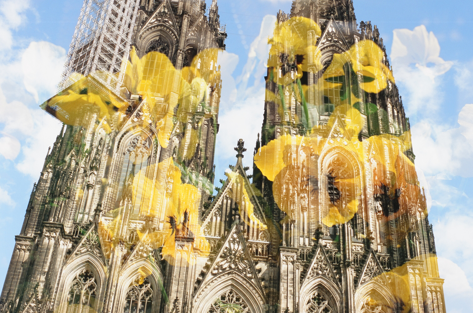 Kölner Dom mit Blumen