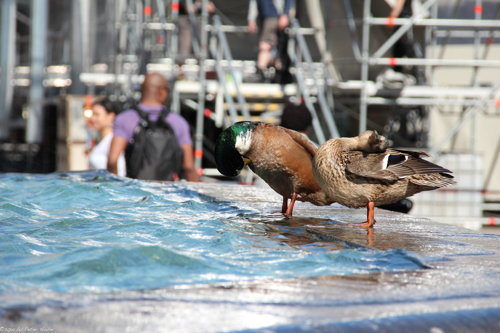 Kölner Enten