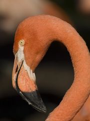 Kölner Flamingo