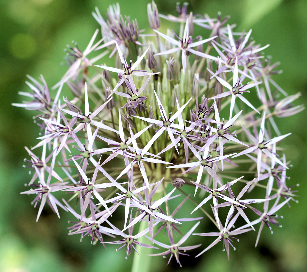 Kölner Flora