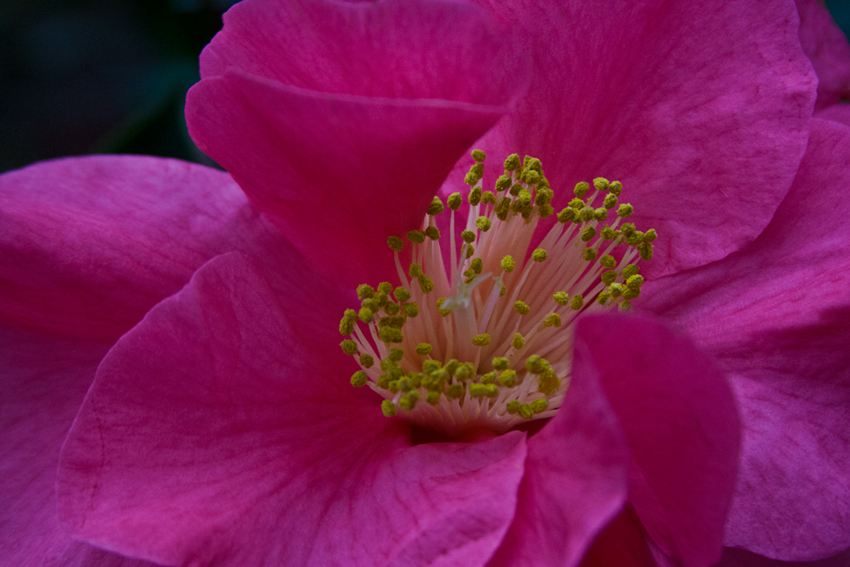 Kölner Flora