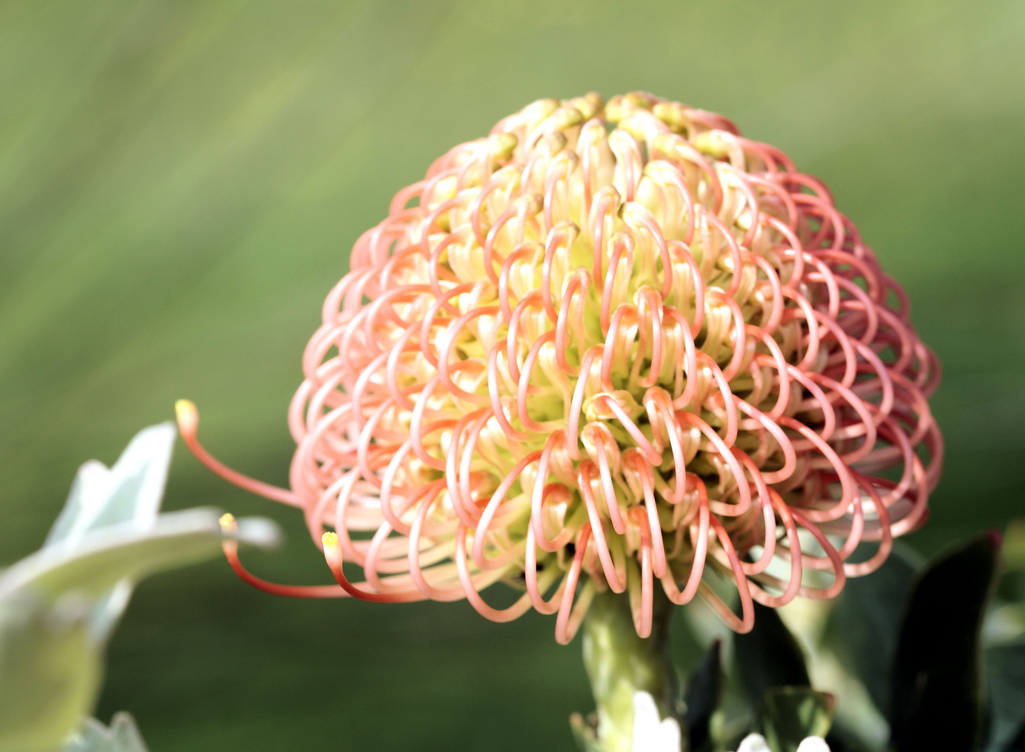 Kölner Flora