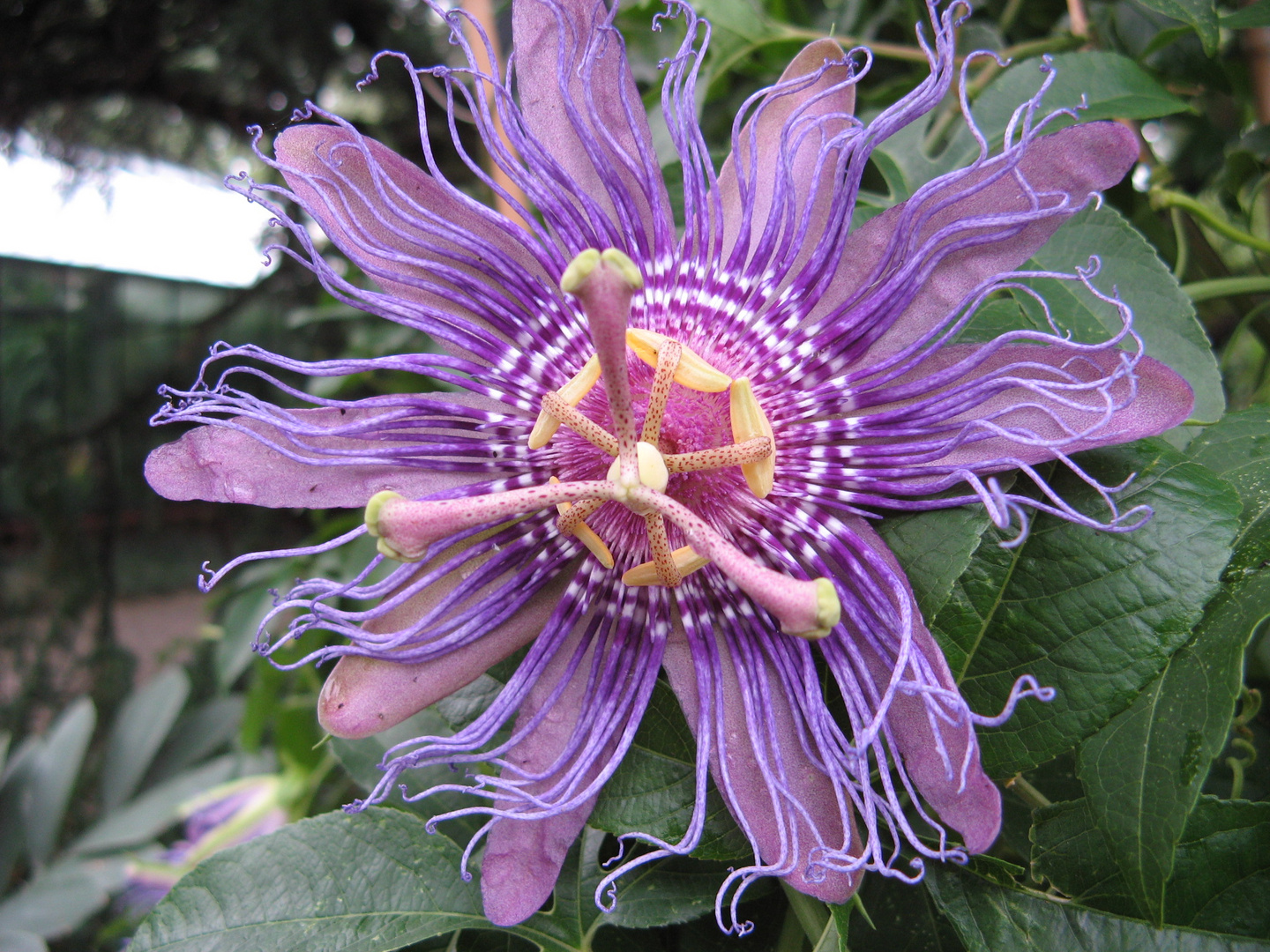 Kölner Flora