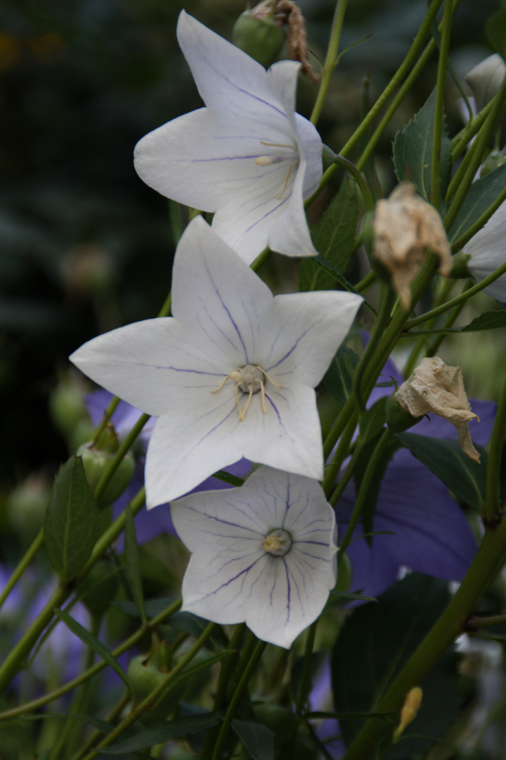 Kölner Flora