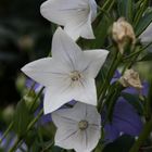 Kölner Flora