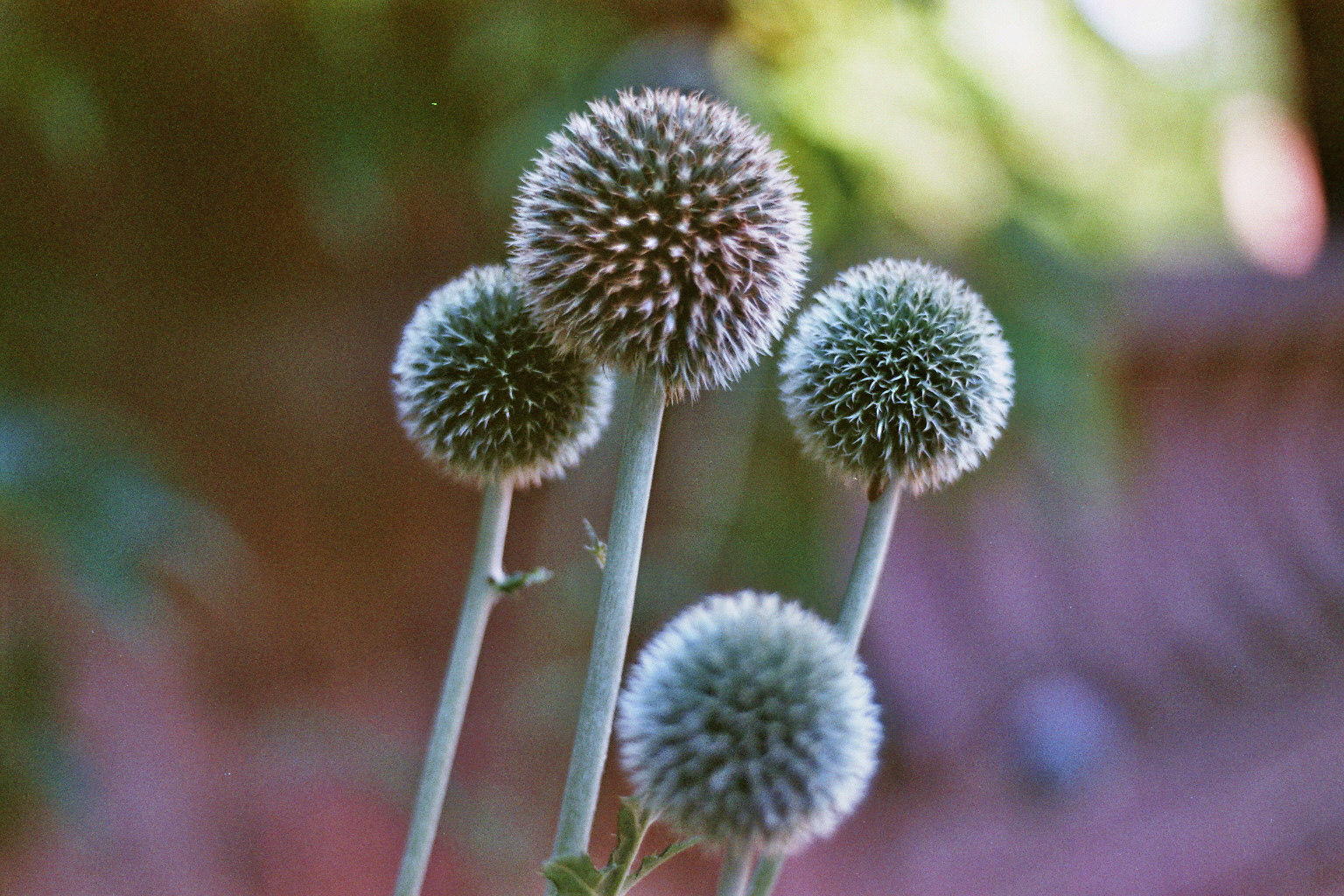 Kölner Flora