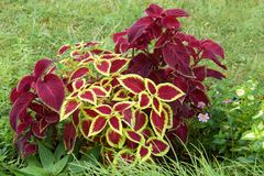 Kölner Flora - Buntnessel (Coleus) ...