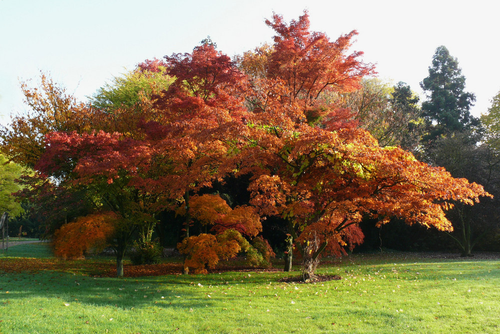 Kölner Flora - Herbsttraum als Baum