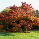 Kölner Flora - Herbsttraum als Baum