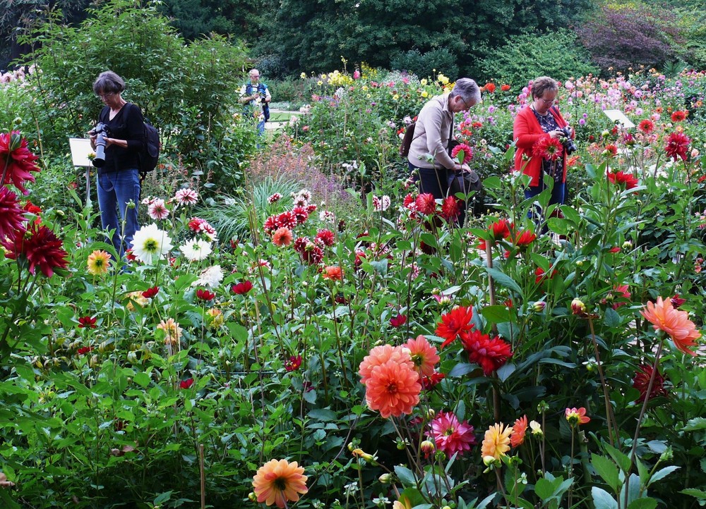 Kölner Flora / Motive in Hülle und Fülle