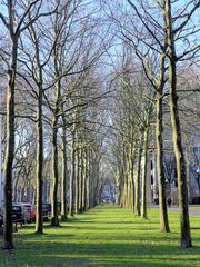 Kölner Frühlingsstimmung im Winter