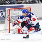 Kölner Haie - Adler Mannheim