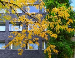 Kölner Herbst