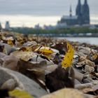 Kölner Herbst