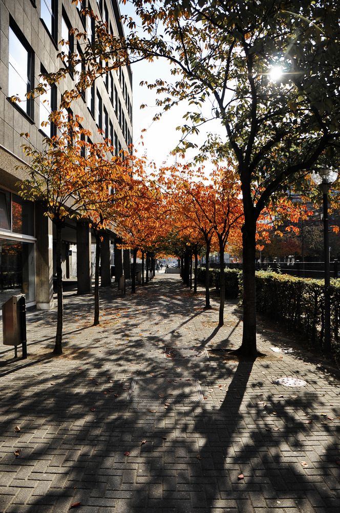 kölner herbst II