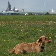 Kölner Hund